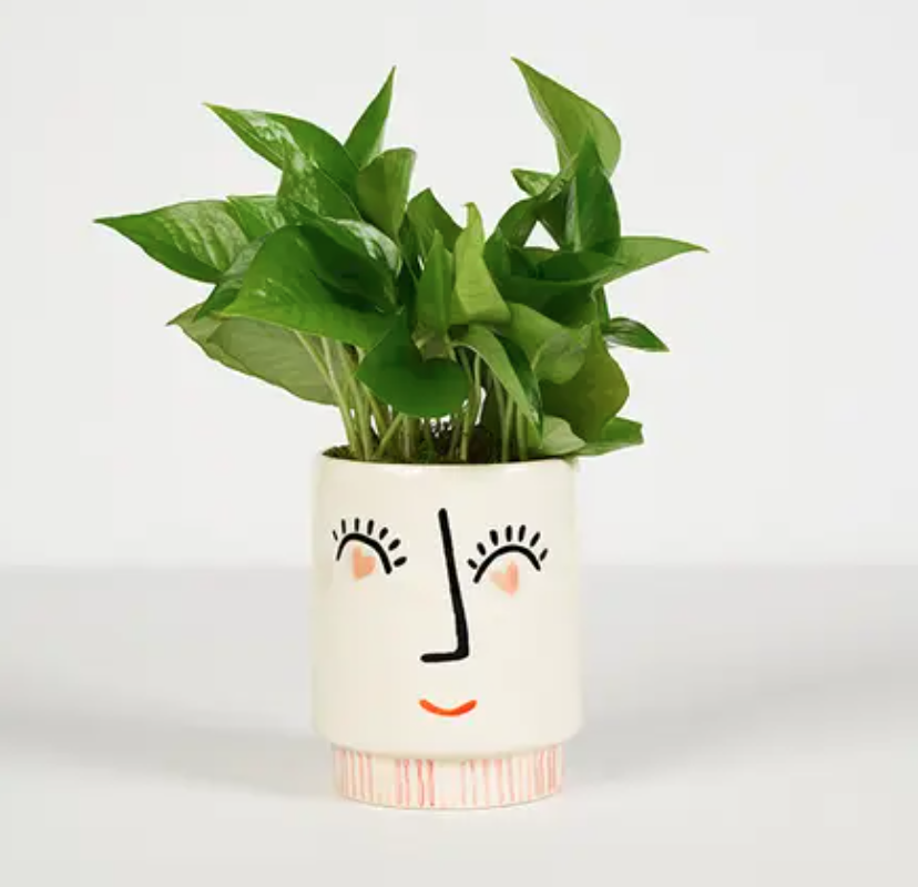 The Eye Adore You plant from Bouqs Co. (Photo: Bouqs Co) 