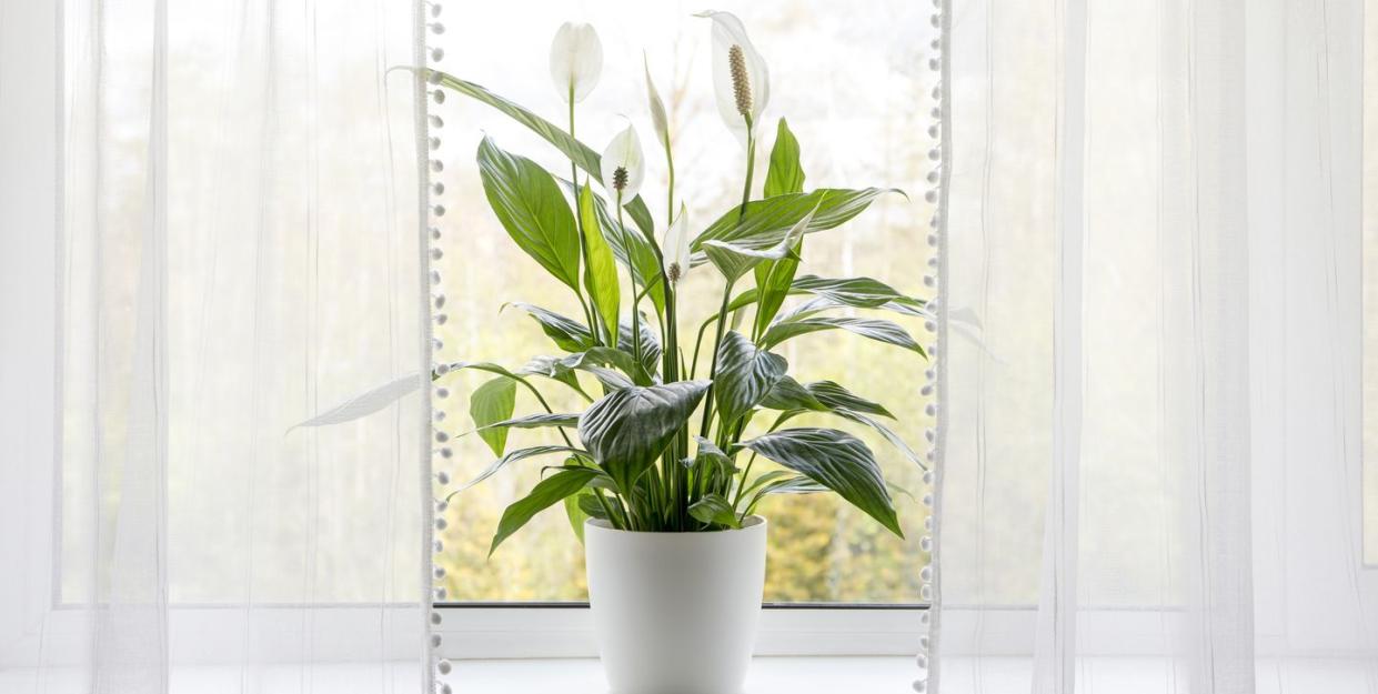 air puryfing house plants in home concept spathiphyllum are commonly known as spath or peace lilies growing in pot in home room and cleaning indoor air