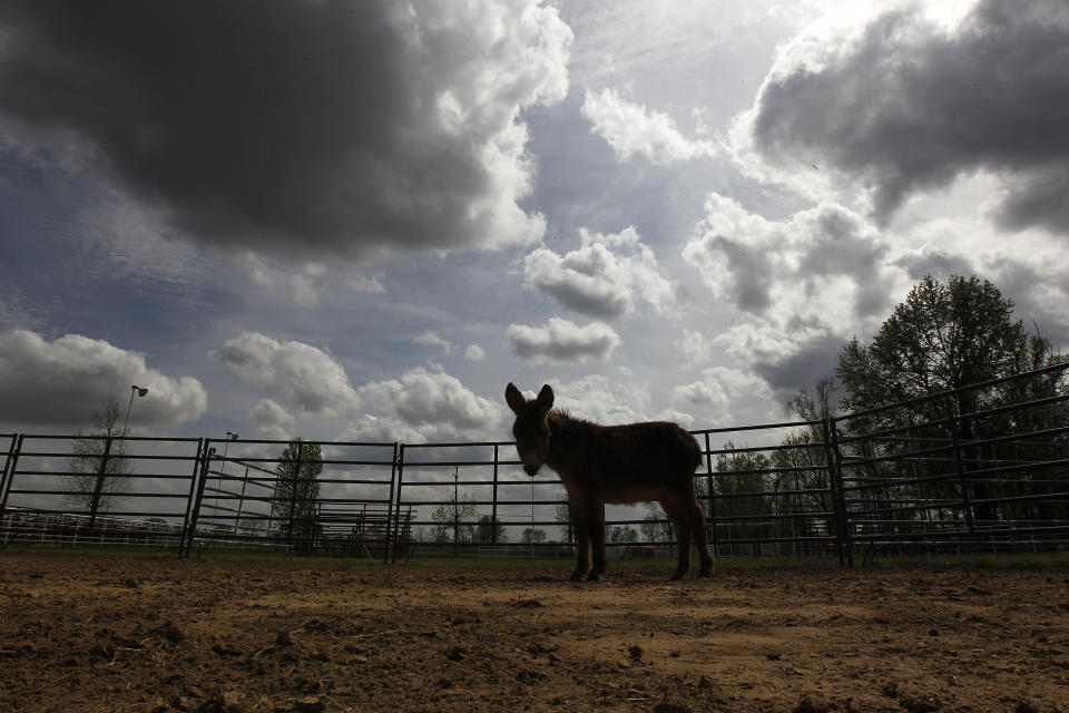 A young abandoned donkey recovered by Keith Gantt and his wife Karla Gantt , is seen in Athens, La., Friday, March 16, 2012. Prolonged drought in the southern plains coupled with the nation’s economic slump has taken a heavy toll on the humble donkey. Across east Texas and north Louisiana, farmers whose grazing land has dried up have sold off herds of cattle, putting livestock-tending donkeys out of work and making it too expensive to keep those bought as pets or for other reasons. In the north Louisiana town of Athens, Keith Gantt, who rounds up loose livestock for the Claiborne Parish Sheriff's Office, has hundreds of donkeys he can't give away. He’s had some for two years. (AP Photo/Gerald Herbert)