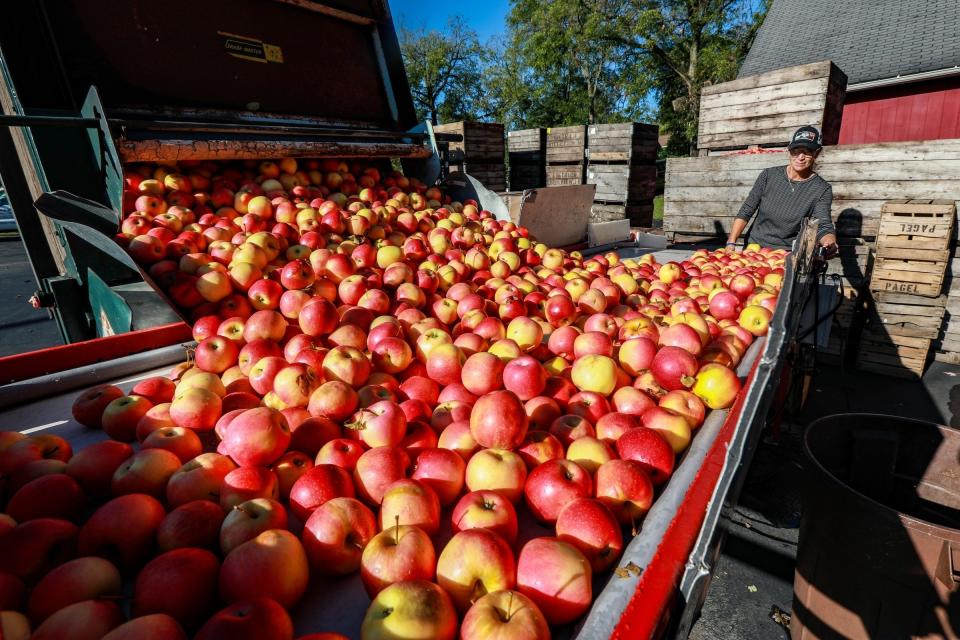 Apples are ready to be pressed into cider at the Dexter Cider Mill.