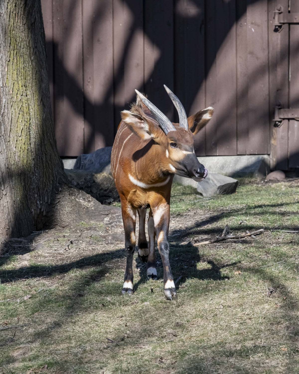 Nyota, a 2-year-old Eastern bongo, arrived at the Milwaukee County Zoo in October 2023.