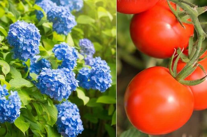 hydrangeas, tomatoes