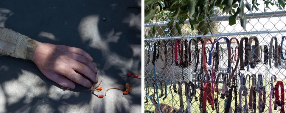 A temperament hand, left, used to train dogs rests on a table. Dog collars are clipped to a fence.