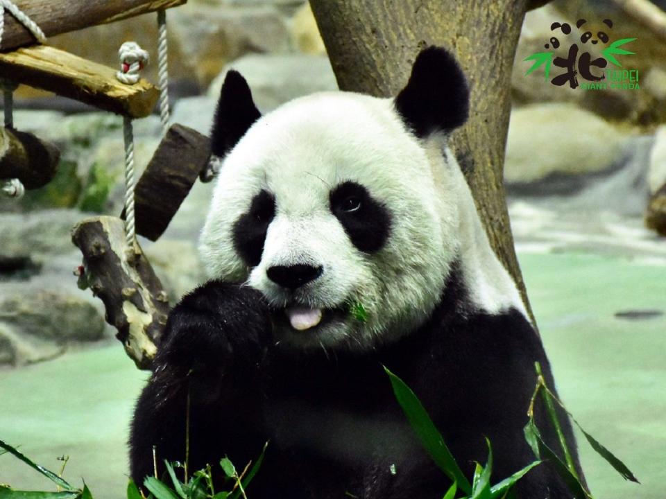 團團、圓圓是中國在2008年贈台的大熊貓。   圖：台北市立動物園／提供（資料照）