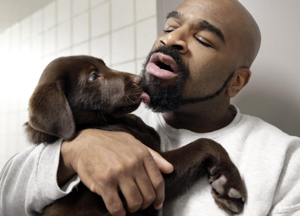 In this Jan. 8, 2019, photo, inmate Jonathan Ladson cuddles with a chocolate lab puppy at Merrimack County Jail in Boscawen, N.H. The New Hampshire jail is the first in the state to partner prisoners with the "Hero Pups" program to foster and train puppies with the goal of placing them with military veterans and first responders in need of support dogs. (AP Photo/Elise Amendola)