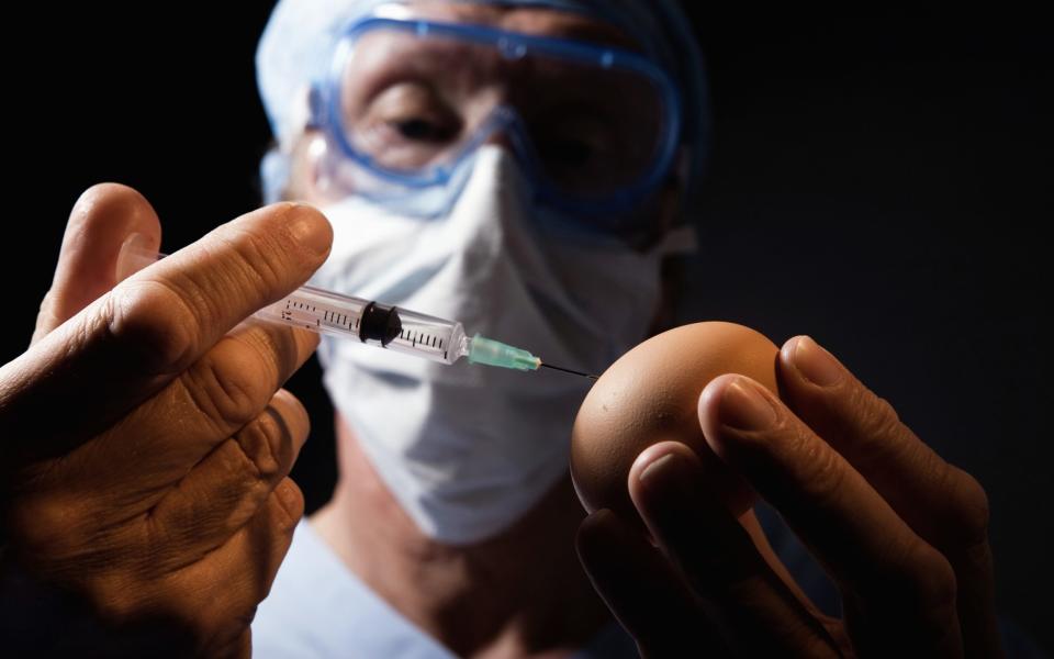 Laboratory worker injecting liquid into chicken egg