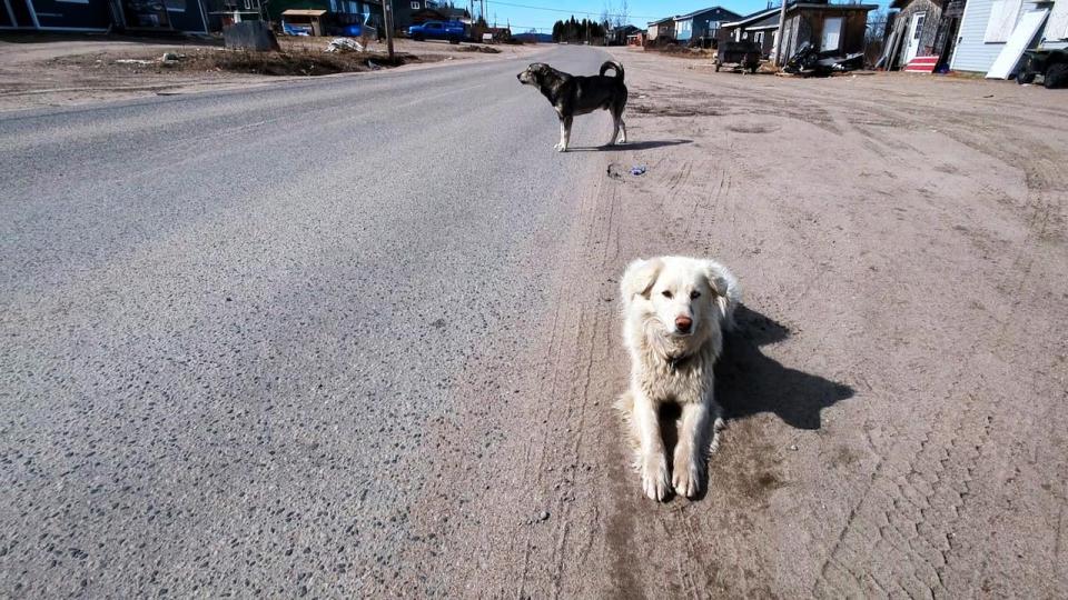 Gregory Pastitshi said people are used to dogs roaming free on Sheshatshiu Innu First Nation and will yell at the dog catcher if he is rounding up loose dogs. 