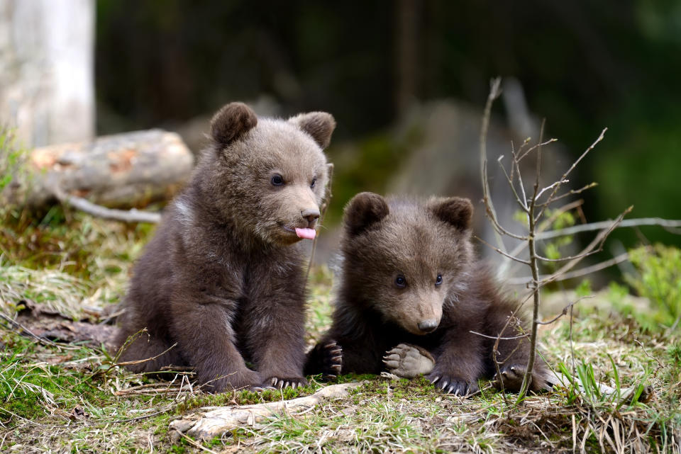 Wild brown bear cub close-up