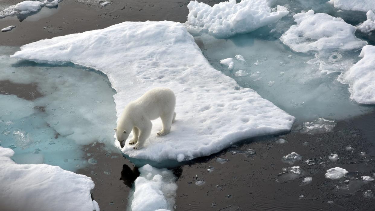 Ein Eisbär steht im Nordpolarmeer auf einer Eisscholle. Das Meereis in der Arktis ist auf die zweitniedrigste Ausdehnung seit Beginn der Messungen vor rund 40 Jahren geschrumpft.