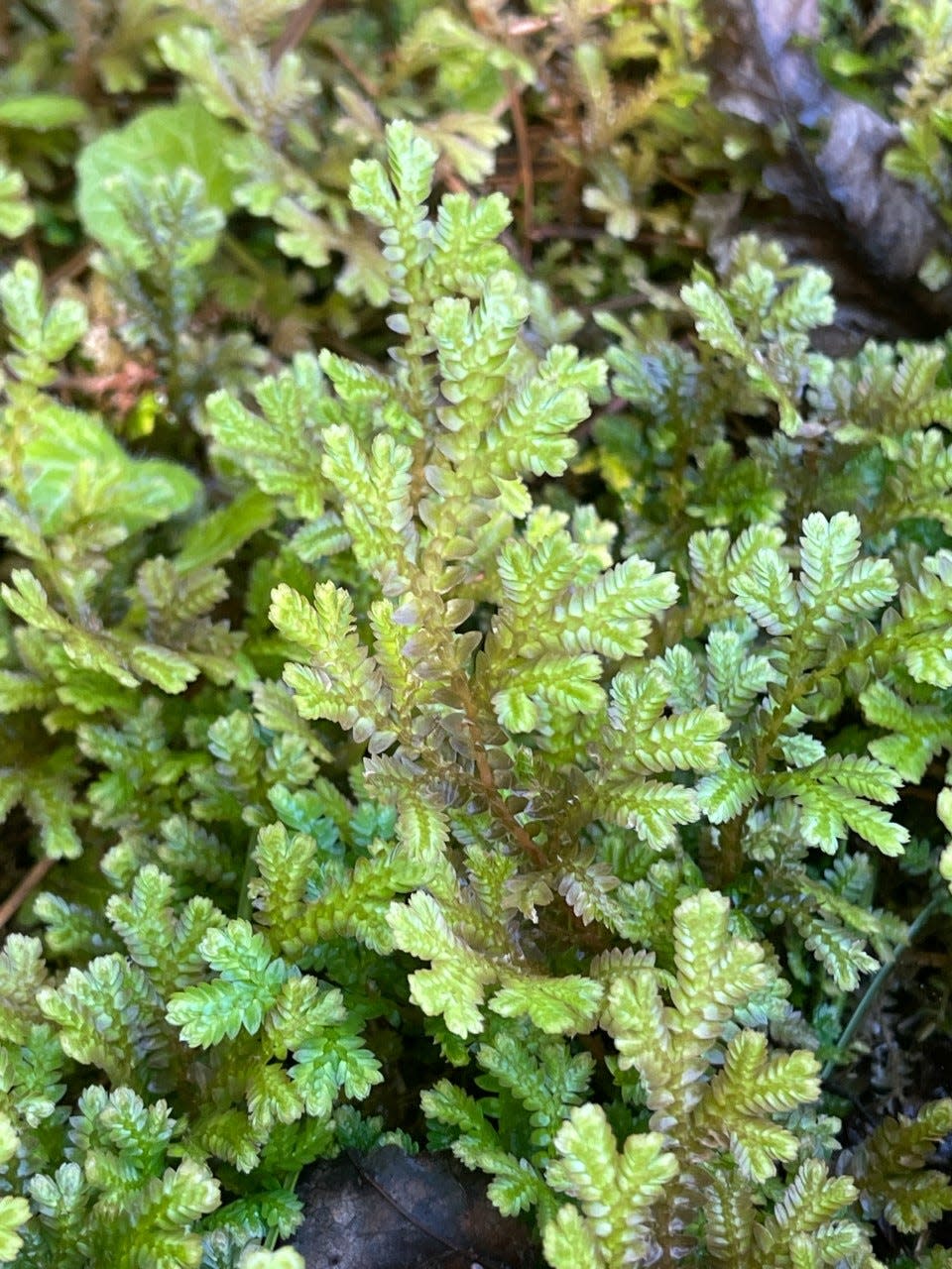 Matted spikemoss is related to various kinds of fern-like plants called “clubmosses.” Like ferns, they reproduce from spores.