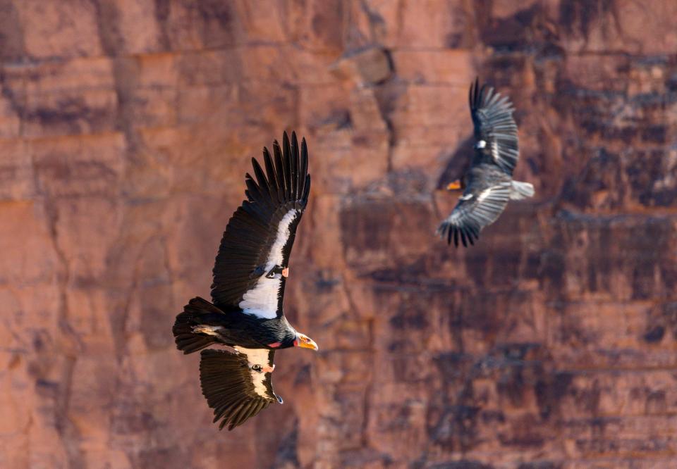 California Condors with numbered tags beneath their wings circle beneath the cliffs at Zion National Park in southwestern Utah.