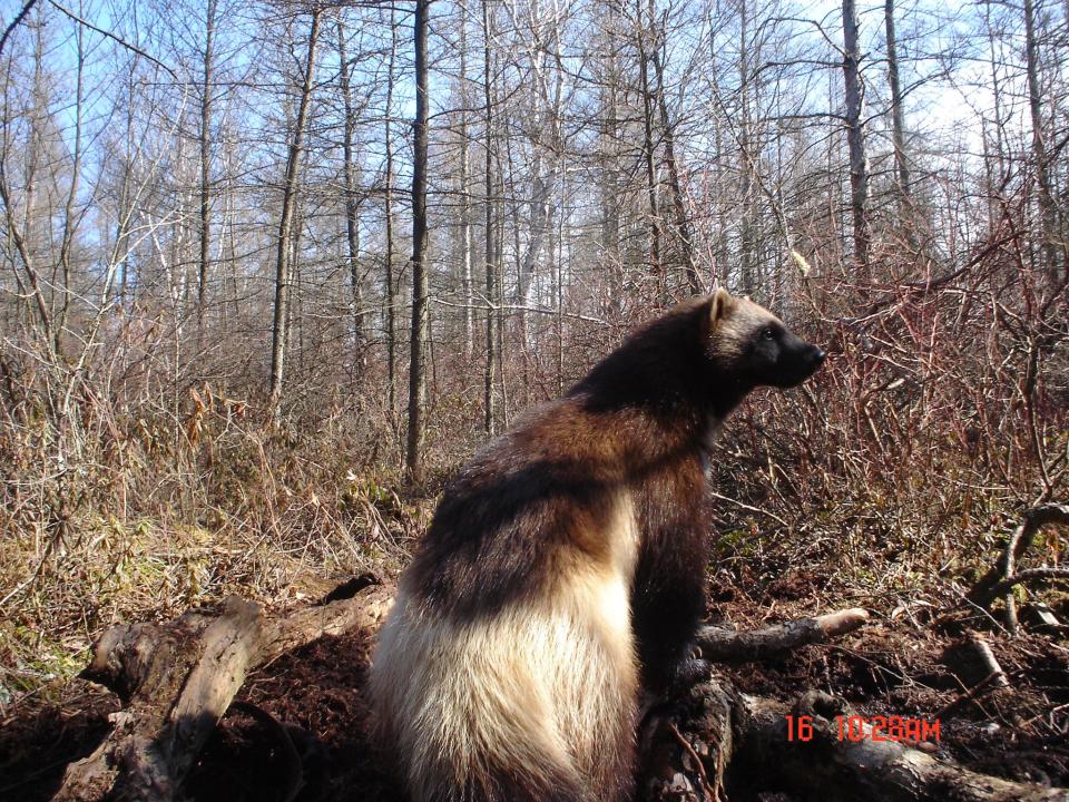 Michigan's lone wolverine peers at her surroundings on a bright 2007 day in the Minden City swamp.