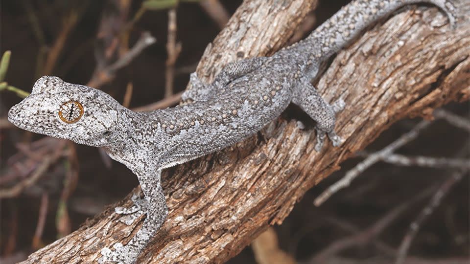 The small spiny-tailed gecko of Western Australia can shoot goo from its tail.  - Anders Zimmy/Natural History Museum