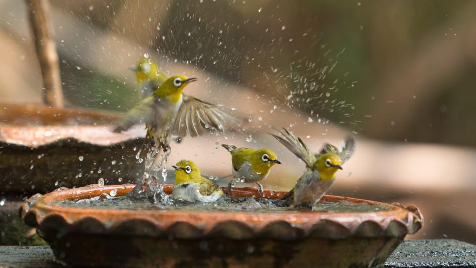 You should also regularly sanitize bird baths on your property.