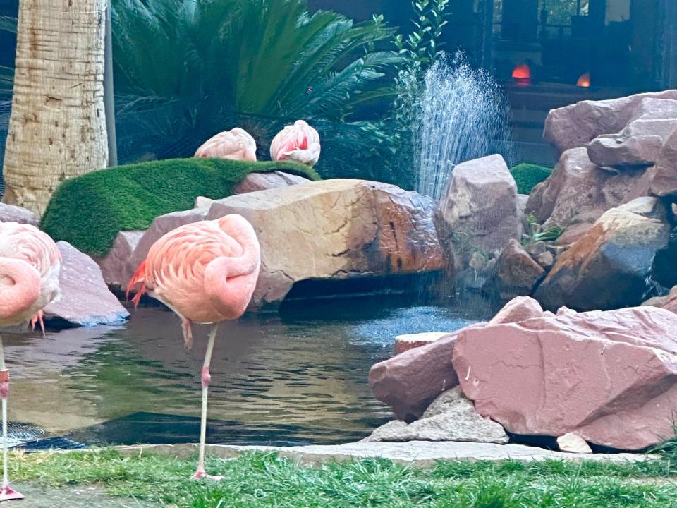 flamingos at the wildlife habitat in las vegas