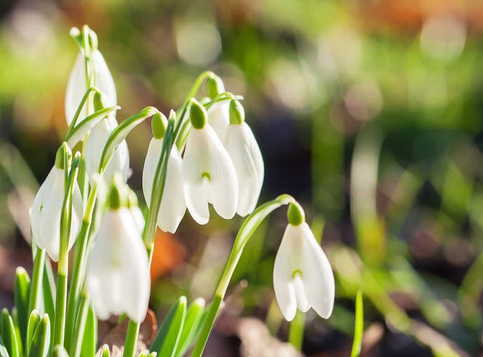 <p>If eaten, snowdrops can cause symptoms from stomach pain and vomiting to loss of coordination or muscle spasms. These small white flowers contain toxins in their stems and leaves, with the highest concentration in the bulb. Keep an eye on your dog if you spot these on a <a href="https://www.countryliving.com/uk/wildlife/pets/a38385929/when-is-too-cold-to-walk-dog/" rel="nofollow noopener" target="_blank" data-ylk="slk:winter walk;elm:context_link;itc:0;sec:content-canvas" class="link ">winter walk</a>.</p>