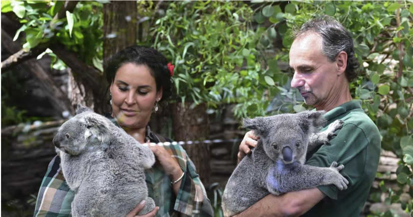 澳洲無尾熊動物園開第一槍，取消無尾熊抱抱活動。（示意圖／達志／美聯社）