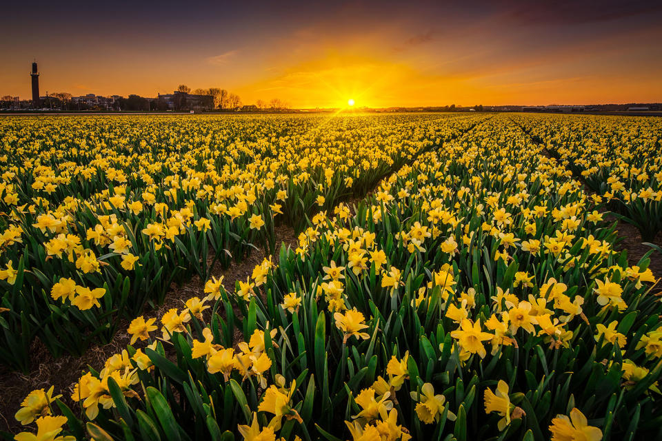 Photographer captures stunning tulip fields