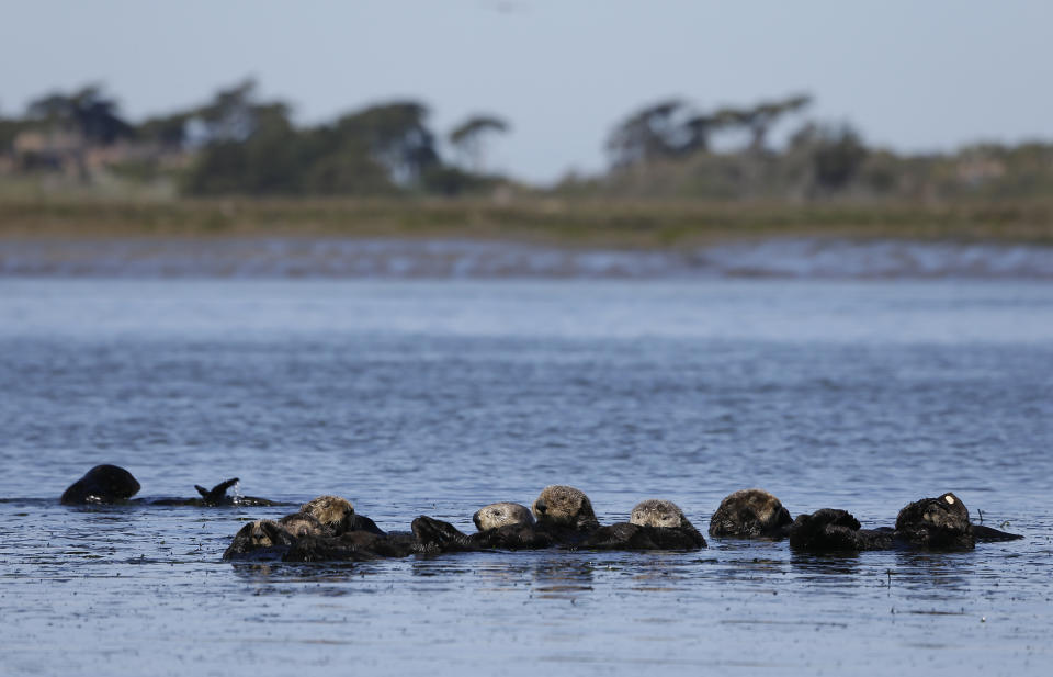 FILE - Sea otters are seen together along the Elkhorn Slough in Moss Landing, Calif., on March 26, 2018. Bringing sea otters back to a California estuary has helped restore the ecosystem by controlling the number of burrowing crabs - a favorite sea otter snack - that cause marshland erosion. (AP Photo/Eric Risberg, File)