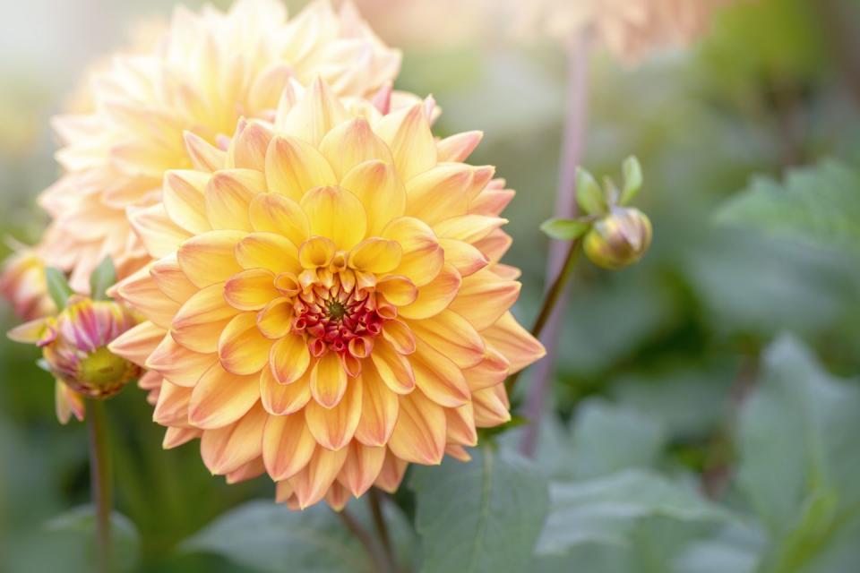 Dahlia