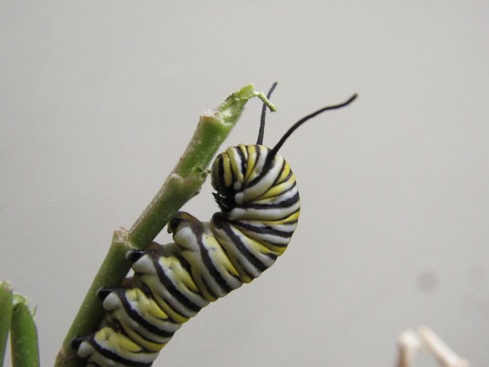 A monarch caterpillar.