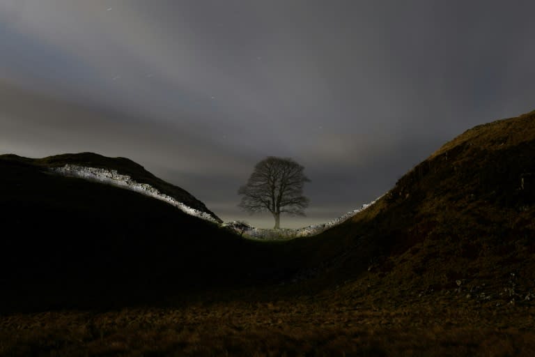 The tree at Sycamore Gap on Hadrian's Wall in Northumberland was a symbol of northeast England (OLI SCARFF)