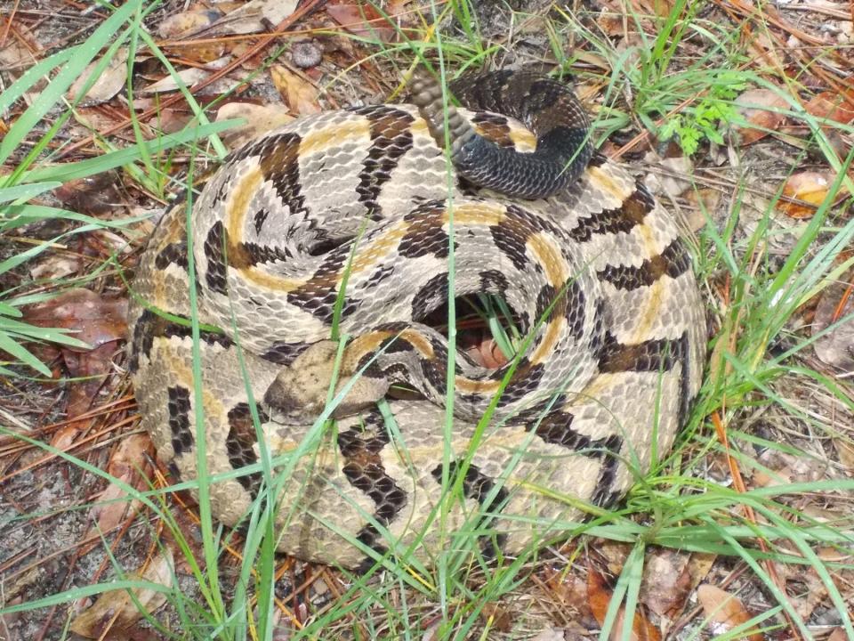 The canebrake snake can be distinguished by its grayish-brown or pinkish buff color, with dark bands across its body and a brown or black tail with a rattle at the end.