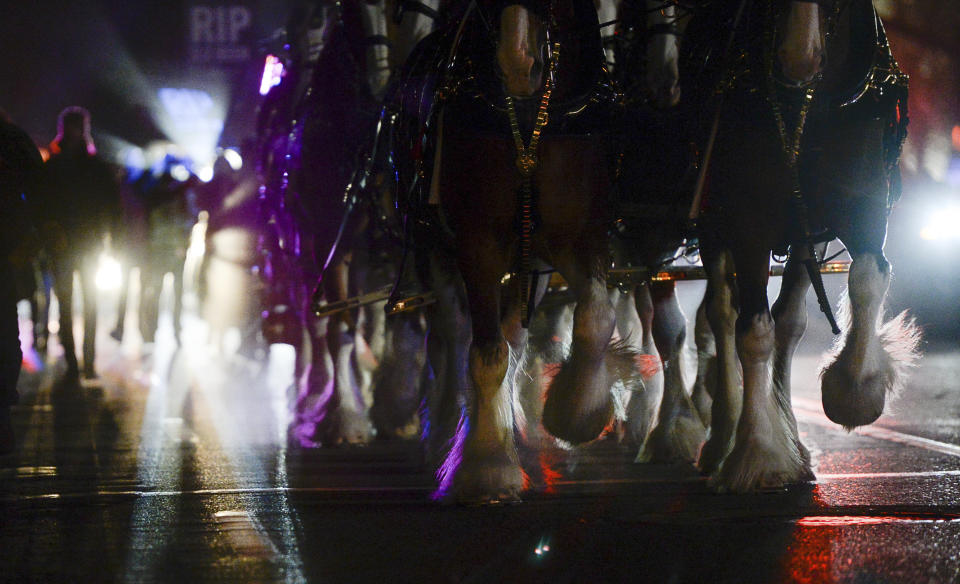 Budweiser's iconic Clydesdales walk in a procession, Wednesday, Oct. 30, 2019, in Salt Lake City, to celebrate the changing beer laws in the state. (Francisco Kjolseth/The Salt Lake Tribune via AP)