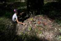 A child collects palm kernels from the ground at a palm oil plantation in Sumatra, Indonesia, Monday, Nov. 13, 2017. (AP Photo/Binsar Bakkara)