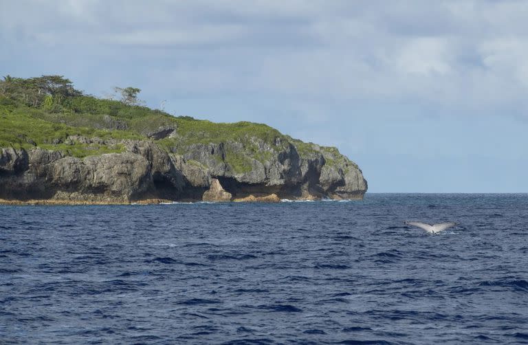 La cola de una ballena jorobada se muestra en la superficie del agua en Niue