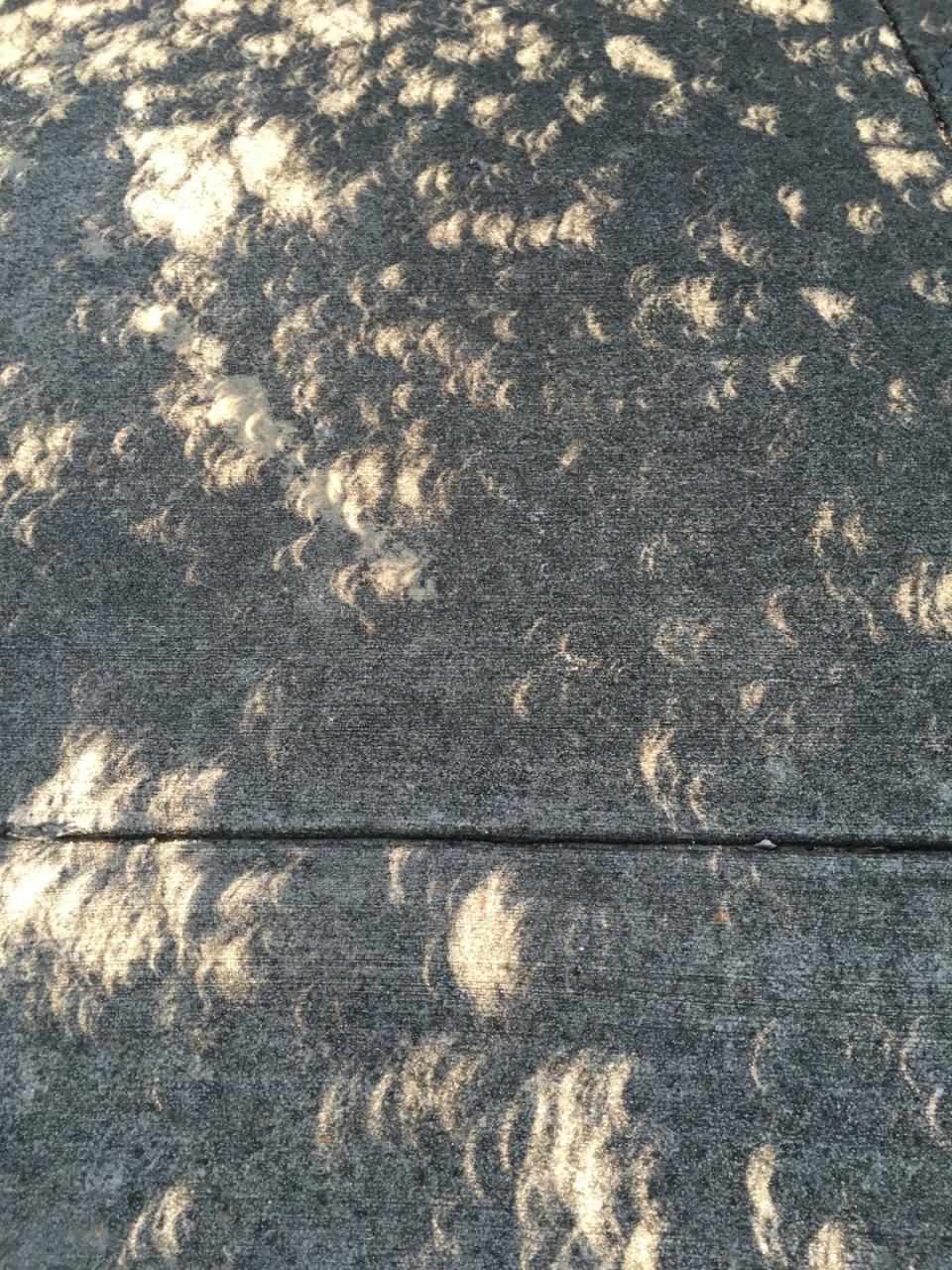 near total solar eclipse projected through tree leaves on shaded sidewalk, pinhole effect