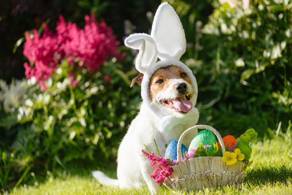 Bring your pets - and kids too - to meet the Easter Bunny at Dirty Oar Beer Company in Cocoa Village on Sunday, March 10.