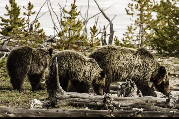 A female grizzly bear with yearling cubs along the shore of Yellowstone Lake in Yellowstone National Park. Under the protection of the Endangered Species Act (ESA), the grizzly bears of Greater Yellowstone have made a remarkable recovery. Now t