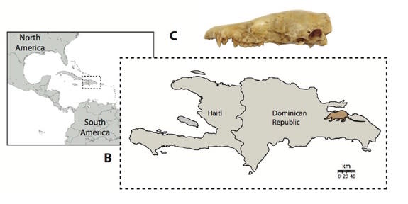 Researchers found the skeletal remains of a <i>Nesophontes</i> in an owl pellet from the Dominican Republic.