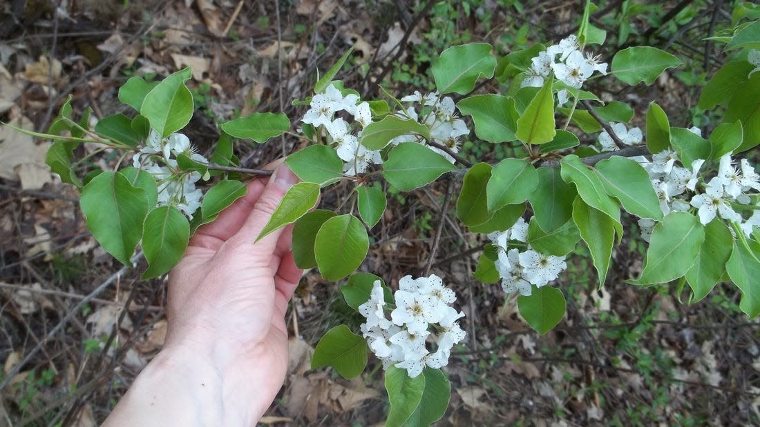 A Callery pear tree in bloom.