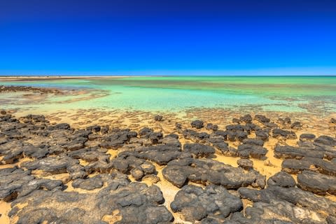 Stromatolites in Australia - possibly the oldest fossils on Earth - Credit: istock