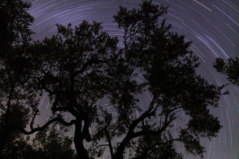 This long-exposure photo shows star trails silhouetting an olive tree at Fanos village, central Greece on Aug. 7, 2013. The edible olive has been cultivated for at least 5,000 to 6,000 years, with the most ancient of olive cultivation having been found in Syria, Palestine and Greece. (AP Photo/Petros Giannakouris)