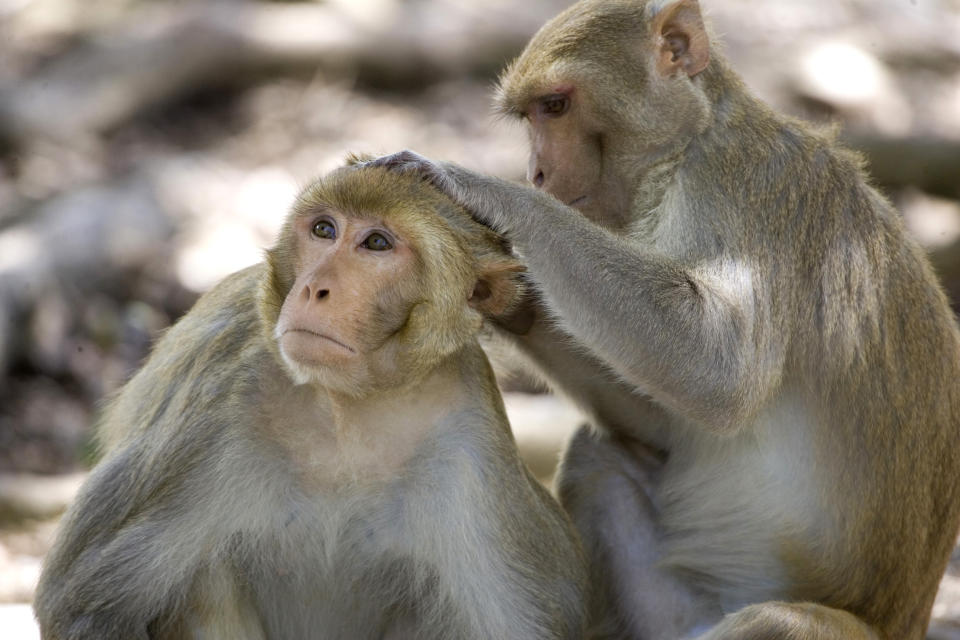 FILE - In this July 29, 2008, file photo, a rhesus macaque monkey grooms another on Cayo Santiago, known as Monkey Island, off the eastern coast of Puerto Rico. Since 1938, the 37-acre island has served as a research colony where the monkeys, originally from India, are studied. Even as companies recruit tens of thousands of people for larger COVID-19 coronavirus vaccine studies in the summer of 2020, behind the scenes scientists still are testing ferrets, monkeys and other animals in hopes of clues to those basic questions — steps that in a pre-pandemic era would have been finished first. (AP Photo/Brennan Linsley, File)