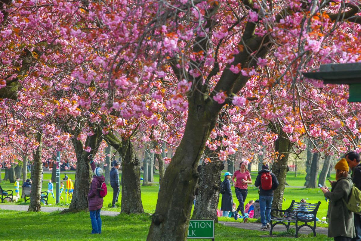 Cherry blossom in Edinburgh's Meadows on Saturday Pic: Gordon Terris <i>(Image: Gordon Terris)</i>