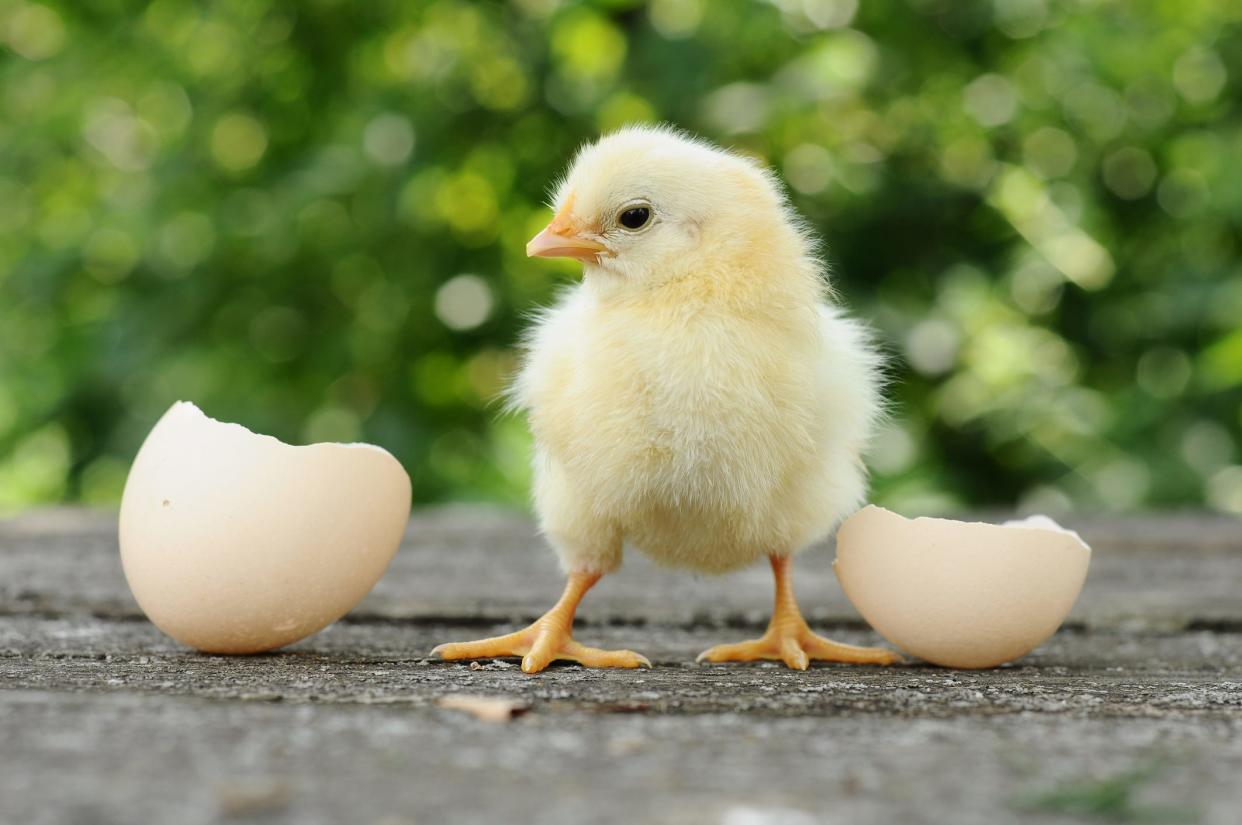 Spring chicks, like much of nature, show us that we must shed to grow, including letting go of belongings that served us in the past but not now.