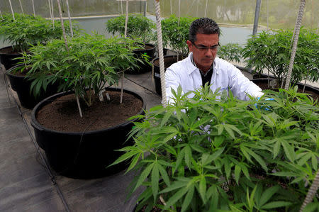 Marcelo Antunes de Siqueira, director of operations at Pharmacielo, reviews a marijuana crop for medicinal uses in Rionegro, Colombia March 2, 2018. REUTERS/Jaime Saldarriaga