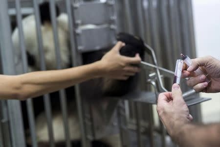 A veterinarian fills a test tube with blood drawn from giant panda Le Le, 10, during a routine health check at the Hong Kong Ocean Park, China June 30, 2015. REUTERS/Tyrone Siu