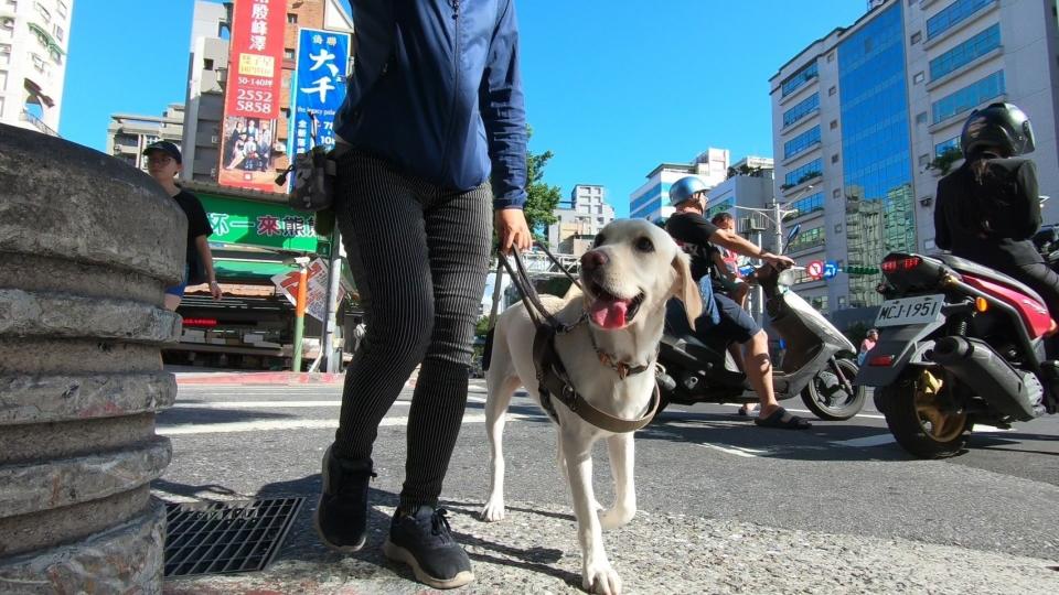 
        台灣不友善的交通環境，對導盲犬的訓練是一大挑戰。圖／台灣導盲犬協會提供
    