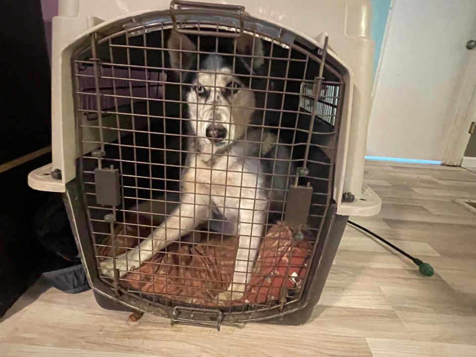 Luna the Alaskan Husky is super chill in her crate at Krazy for K9s Rescue Sunday, Jan. 8, 2023.