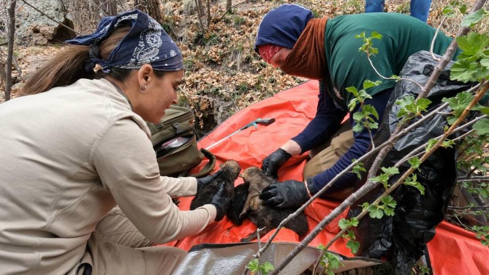 Biologists with the Mexican Wolf Interagency Field Team mix together captive-born and wild-born pups as part of annual foster events.