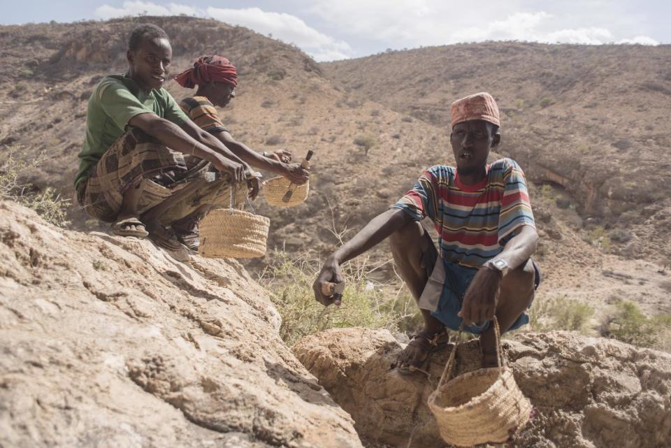 In this Tuesday, Aug. 2, 2016 photo, frankincense tree tappers sit in a canyon with their scrapers and baskets near Gudmo, Somaliland, a breakaway region of Somalia. The last wild frankincense forests on Earth are under threat as prices rise with the global appetite for essential oils. Overharvesting has trees dying off faster than they can replenish, putting the ancient resin trade at risk. (AP Photo/Jason Patinkin)