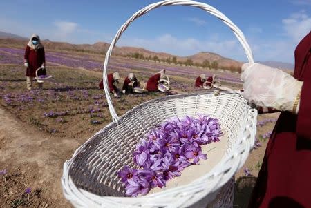 Afghan women collect saffron flowers in the Karukh district of Herat, Afghanistan, November 5, 2016. REUTERS/Mohammad Shoib