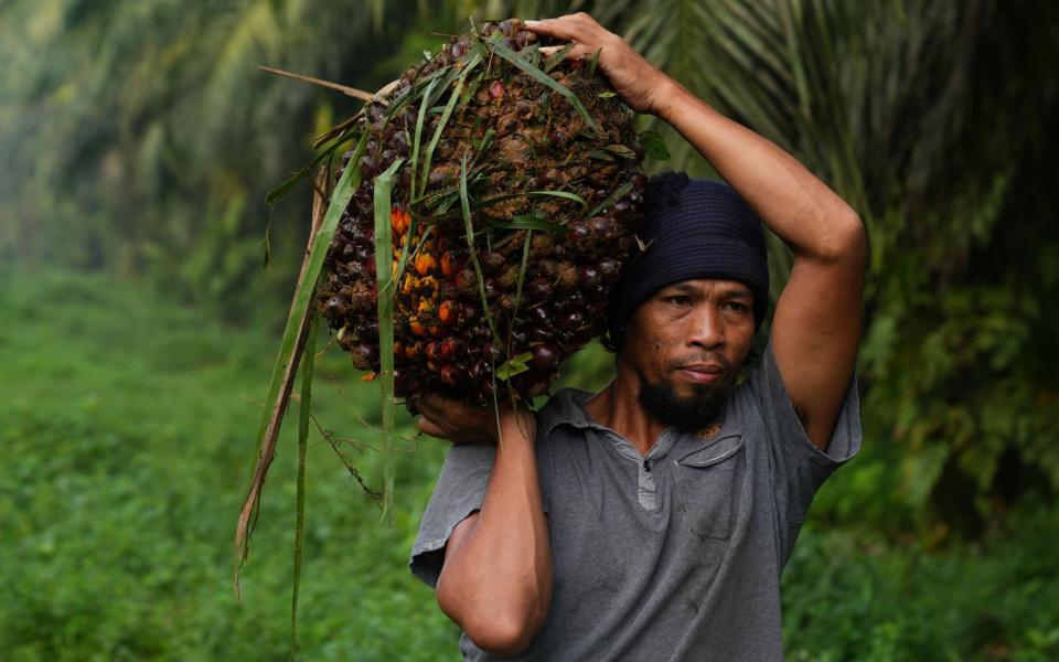 A worker harvests palm oil fruit in Bogor Regency in West Java, Indonesia - Dimas Ardian/Bloomberg