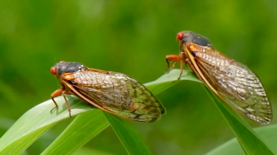 Brood XIX cicadas are expected as part of a 16-state emergence this summer.