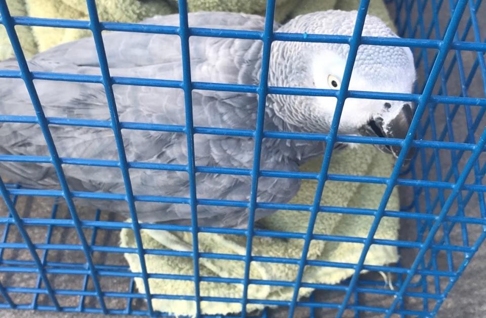 The parrot was found outside a north London restaurant (RSPCA/PA)
